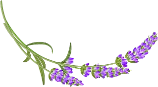 Hương lavender