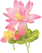 Hương sen