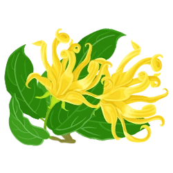 Hương ylang
